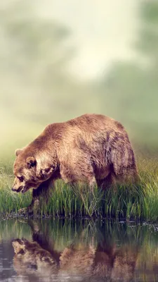 Обои для рабочего стола Forest Bear Ultra HD для 4K UHD TV: широкоэкранный \ u0026 UltraWide Desktop \ u0026 портативный компьютер: планшет: смартфон картинки