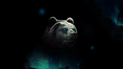 Cool Bear Wallpapers - лучшие бесплатные обои Cool Bear картинки