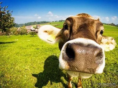 Cow Wallpapers - Лучшие бесплатные обои с коровами картинки