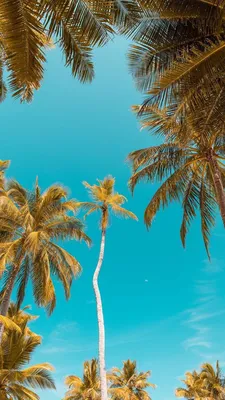 Pin by M A R I E K E on Blue | Palm trees wallpaper, Wallpaper iphone  summer, Tree wallpaper iphone картинки