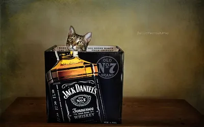 31 освежающий коктейль Jack Daniel's для любого торжества картинки