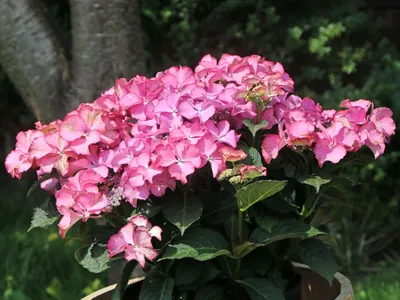 Гортензия 'Tiffany Pink' - Hydrangea macrophylla 'Tiffany Pink' - Питомник Horstmann картинки