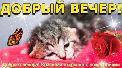 Пожелания ДОБРОГО ВЕЧЕРА / Красивое пожелание доброго вечера! КРАСИВАЯ  МУЗЫКАЛЬНАЯ ВИДЕО ОТКРЫТКА - YouTube картинки