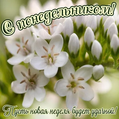 🌸🍃🌼💐🌼🌿🌸 Понедельник! | Открытки, Доброе утро, Картинки картинки