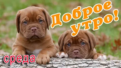 Видеооткрытка Среда! Доброе утро картинки