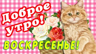 🎺 УРА ВОСКРЕСЕНЬЕ! 🎺 ДОБРОГО УТРА / ДОБРОЕ УТРО / С ДОБРЫМ УТРОМ / ДОБРОГО  УТРА ЛЮБИМОЙ / КАРТИНКИ - YouTube картинки