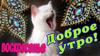 🎺 УРА ВОСКРЕСЕНЬЕ! 🎺 ДОБРОГО УТРА / ДОБРОЕ УТРО / С ДОБРЫМ УТРОМ / ДОБРОГО  УТРА ЛЮБИМОЙ / КАРТИНКИ - YouTube картинки