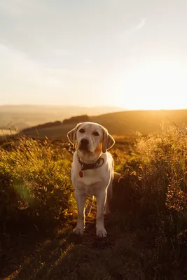 500+ фотографий лабрадоров | Скачать бесплатные изображения на Unsplash картинки