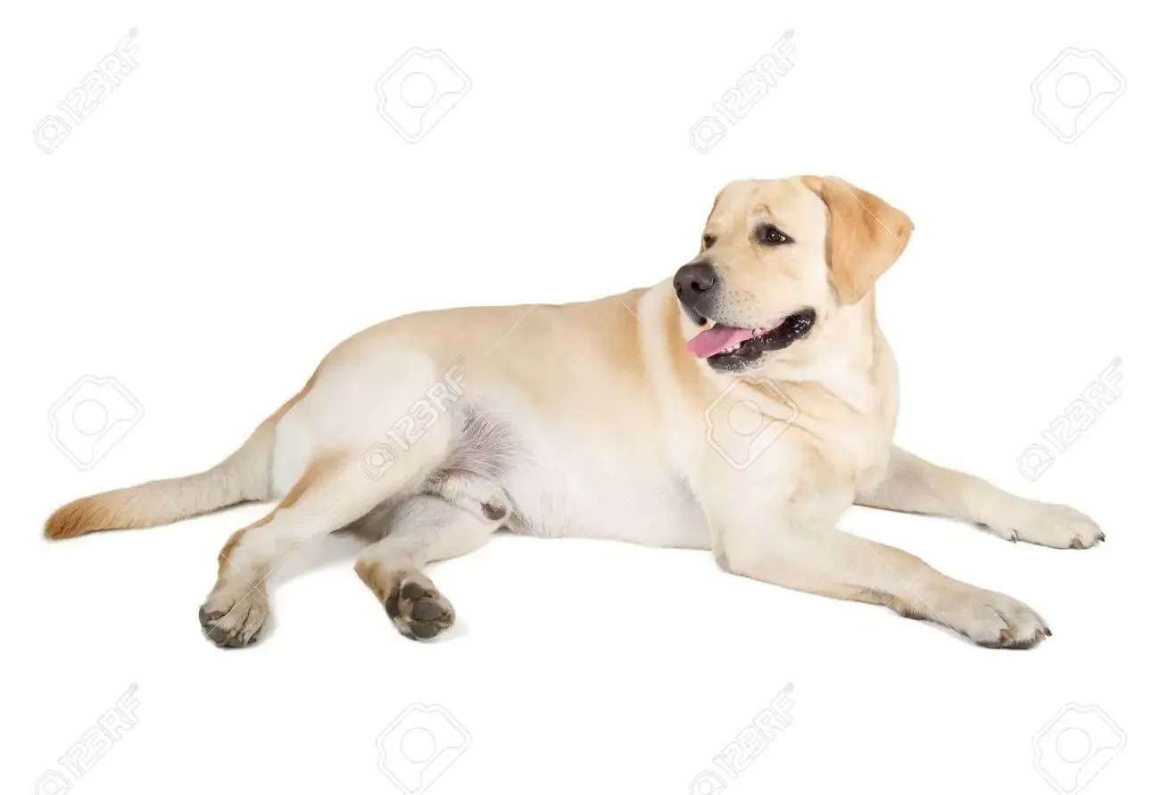 Собака лежит на белом фоне