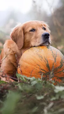 Золотистый ретривер Pet Dog Pumpkin 4K Ultra HD Mobile Wallpaper картинки