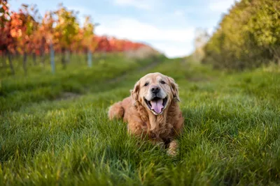 Golden Retriever 5k, HD Animals, 4k Wallpapers, Images, Backgrounds, Photos and Pictures картинки