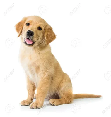 Ein Portrait Von Einem Hübschen Golden Retriever Hund Sitzt Auf Dem Boden, Isoliert Auf Weißem Hintergrund Бесплатные фотографии, фотографии и стоковые фотографии. Изображение 38180881. картинки