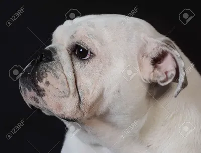 English Bulldog Puppy Portrait On Black Background - 8 Months Old Stock  Photo, Picture And Royalty Free Image. Image 35220571. картинки