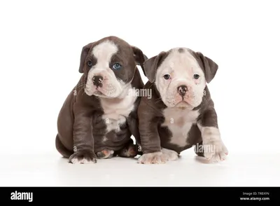 English bulldog puppy hi-res stock photography and images - Alamy картинки