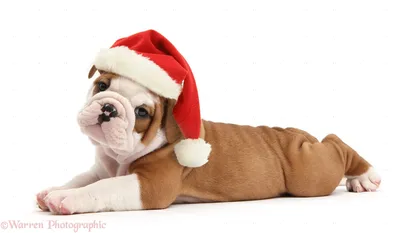 46+] Christmas Bulldog Wallpaper - WallpaperSafari картинки