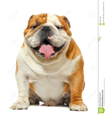 English Bulldog on a White Background Stock Image - Image of breed, shot:  108512927 картинки