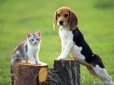 Бесплатно скачать Beagle Dog Wallpaper Images amp Pictures Becuo [1024x768] для рабочего стола, мобильного и планшета | Исследуйте 62+ обоев щенка бигля | Обои Бигль, Граница Обои Бигль, Смешные Обои Бигль картинки