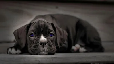 Скачать бесплатно обои Boxer Dog 8 [1920x1080] для Рабочего стола, Мобильного телефона и Планшета | Исследуйте 75+ собак-боксеров обоев | Обои для собак, Обои для собак, Фоны для собак картинки