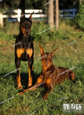 Доберман-пинчер, AKC, 1-летний "Роршах" и 2-летний "Новичок", сфотографированные на..., Фотография, картинки и права управляемого изображения. Рис. SSB-4333-497 | возрастфотосток картинки