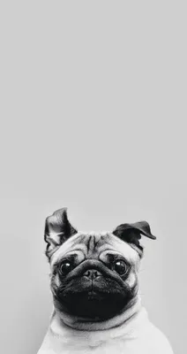 Мопс iPhone Обои на WallpaperDog картинки