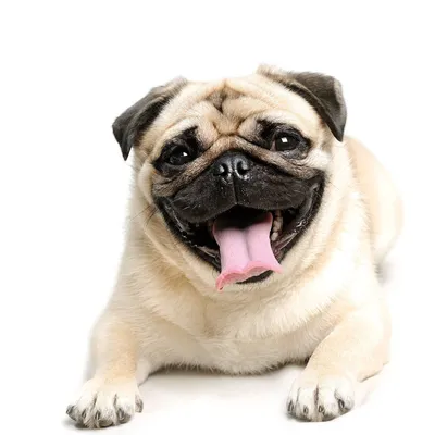 Пин на доске PUG WALLPAPER SCREENSAVER картинки