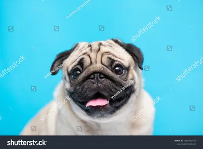 Pug Studio: более 17 541 стоковых фотографий, подлежащих лицензированию без лицензионных отчислений | Шаттерсток картинки