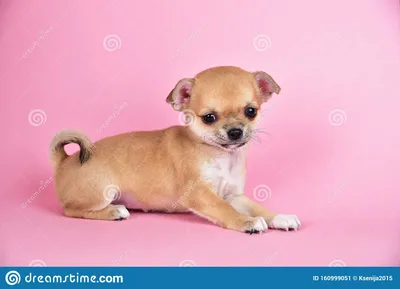 Маленький милый щенок чихуахуа на розовом фоне. Фото со стока - Image of cute, chihuahua: 160999051 картинки