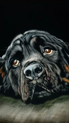 Скачать 938x1668 ротвейлер, собака, черный, арт обои, картинки iphone 8/7/6s/6 for parallax картинки