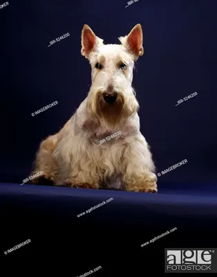 шотландский терьер, пшеничный, шотландский терьер, Фотография, картинки и права на изображение. Рис. ИБР-5246200 | возрастфотосток картинки