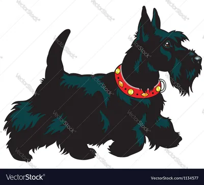 Шотландский терьер Лицензионное векторное изображение - VectorStock картинки