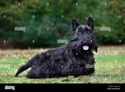 Шотландский терьер стоковые фотографии и изображения высокого разрешения - Alamy картинки