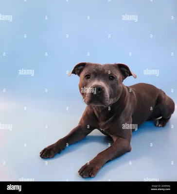 Blue Staffy стоковые фотографии и изображения в высоком разрешении - Alamy картинки