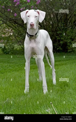 Фотографии и изображения немецкого дога в высоком разрешении - Alamy картинки