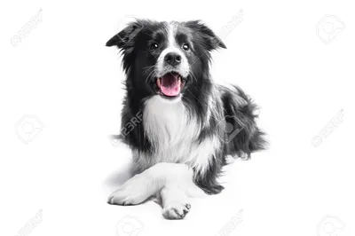 Portrait Eines Border-collie Auf Einem Weißen Hintergrund Lizenzfree Фотографии, фотографии и стоковые фотографии. Изображение 55549216. картинки