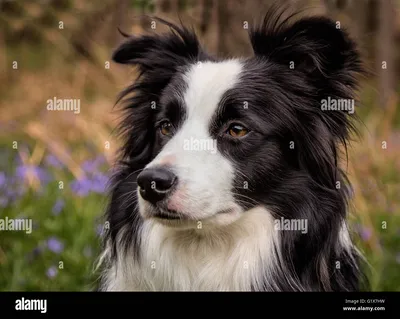 Самка бордер-колли в высоком разрешении стоковые фотографии и изображения - Alamy картинки