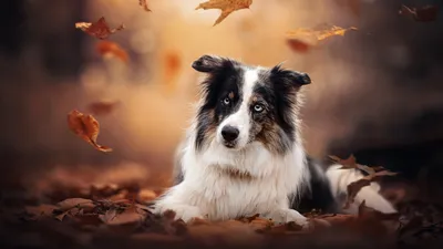 Бордер-колли сидит на сухих листьях на размытом фоне 4K 5K HD Dog Wallpapers | HD-обои | ID №81921 картинки