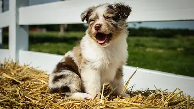 Щенки австралийской овчарки: милые фотографии и факты - DogTime картинки