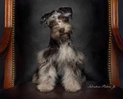 Panhandle Schnauzers ® - Panhandle Toy \ u0026 Teacup Miniature Schnauzers картинки