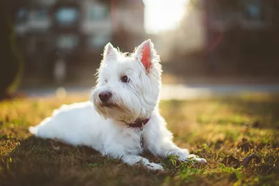 Фото westie Собаки Вест-хайленд-уайт-терьер Животные картинки