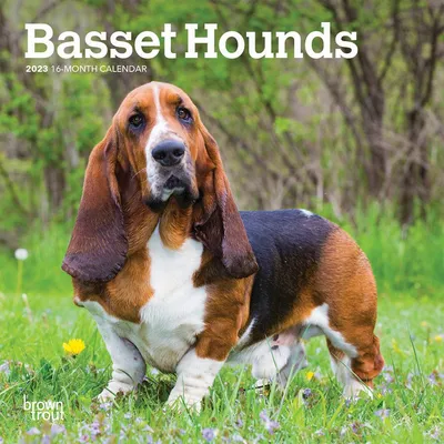 Настенный мини-календарь Basset Hound 2023 - Calendars.com картинки