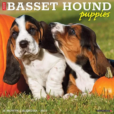 Amazon.com: Just Basset Hound Puppies 2023 Настенный календарь: 9781549224720: Willow Creek Press: Books картинки