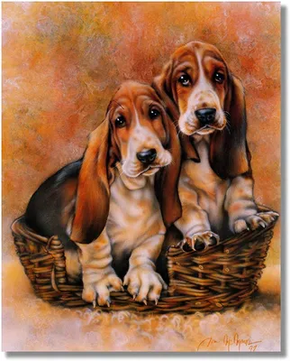 Amazon.com: Baby Basset Hound Puppy Dog Animal Wall Picture 16x20 Art Print: Basset Hound Decor: Posters \ u0026 Prints картинки