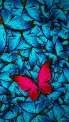 Простая красавица | Peinture papillon, Fond d'écran coloré, Photo papillon картинки