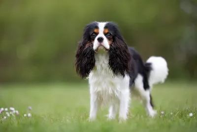 Кинг чарльз спаниель против кавалер кинг чарльз спаниеля - helloBARK! картинки