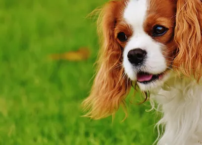 Бесплатное фото: Blenheim Cavalier King Charles Spaniel Closeup Photography - Adorable, Animal, Canine - Скачать бесплатно - Jooinn картинки