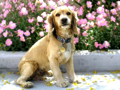 Файл:Cocker Spaniel Desktop Background.JPG — Wikimedia Commons картинки