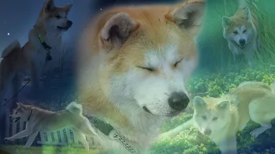 Скачать бесплатно Akita Wallpapers Fun Animals Wiki Videos Pictures Stories [1366x768] для вашего рабочего стола, мобильного телефона и планшета | Исследуйте 72+ обоев Акита | картинки