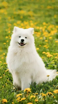 Самоедские собаки #dogsamoyed #petlove #lovepet | Самоедские собаки, Породы собак, Крупные породы собак картинки