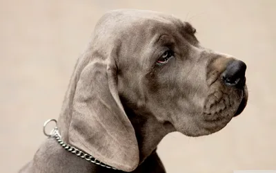 Обои для рабочего стола Weimaraner Dog Ultra HD для: планшета: смартфона картинки