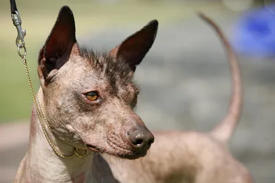 416 Xoloitzcuintli Dog Стоковые фотографии, картинки IStock | Щенок Ксолоитцкуинтли | dedea.gov.za картинки